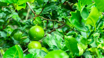 Lime fruit in the morning garden