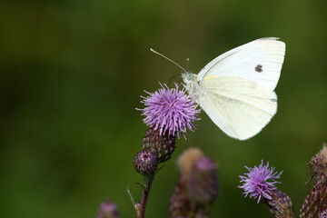 Kleiner Kohlweißling (pieris rapae)