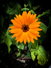 orange flower on black background