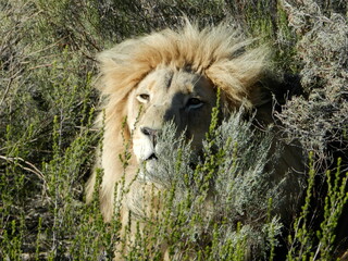 Lion male