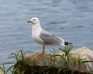 Gull Bird Stock Photo.   Gull bird close-up profile perched on a rock by the water exposing its body, head, beak, eye, feet, white feather plumage with a water background in its habitat.