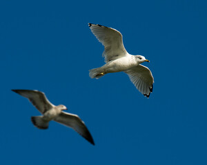 Gull Bird Stock Photo.   Sea Gull birds flying with a blue sky background, displaying white feather plumage in their habitat and environment. Flying birds.