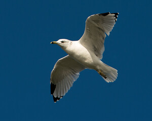 Gull Bird Stock Photo.   Gull bird flying with a bleu sky.  Gull bird profile close-up.
