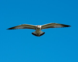 Gull Bird Stock Photo.   Gull bird flying with a bleu sky.  Gull bird profile close-up.