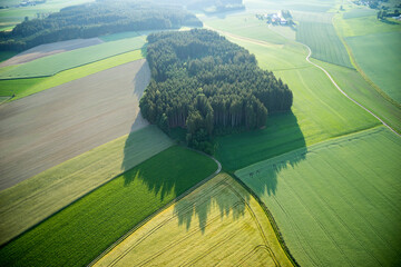 landscape with a group of trees