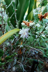 white jasmine flower in a garden