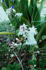 white jasmine flower in a garden