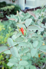 Pink Rosa chinensis flower with green leaf	