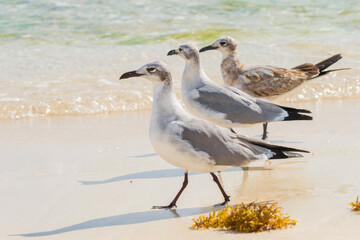 Gaviotas caminando en la playa