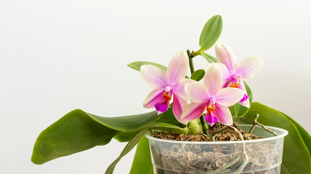 Phalaenopsis Liodoro" Images – Browse 151 Stock Photos, Vectors, and Video  | Adobe Stock