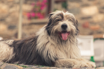 Dog sitting on the ground