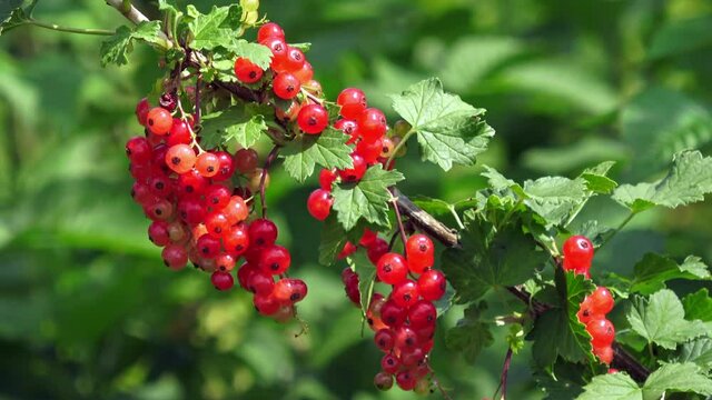 Ripe red current in summer garden