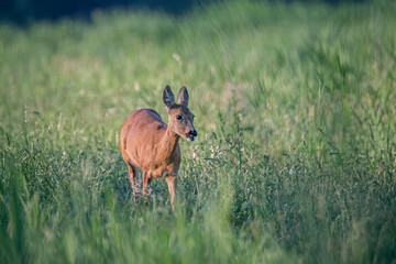 Sarna pasąca się na łące © Wojciech