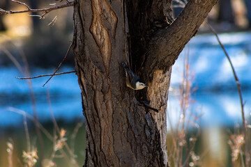 Warbler in tree