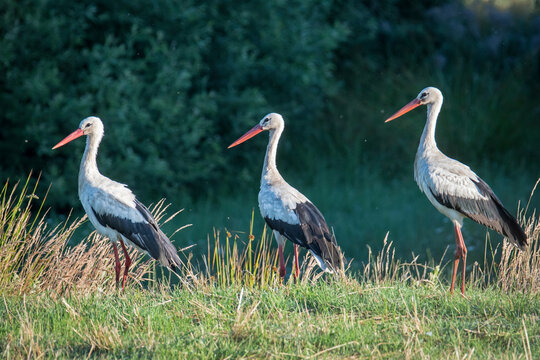 Bociany białe zgrupowane na łące