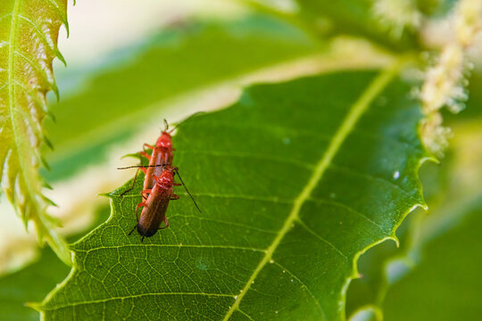 Couple of two Cucujus cinnaberinus, beetle from the family of crimson, beautiful red color, close up,.breeding