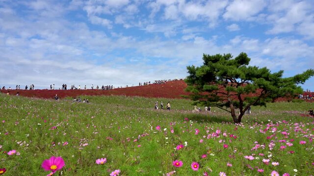 Crowded people going to the Miharashi Hill to see the red kochia bushes in the Hitachi Seaside Park. Kochia Carnival.