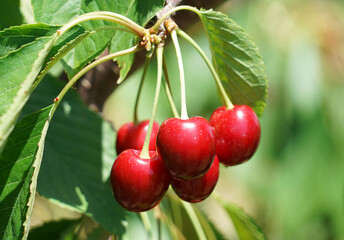 Close up fresh yellow and red cherries on the tree branch