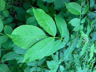 green walnut leaves with raindrops in the garden or in the forest, concept of natural plant product, ecology, gardening, environmental protection