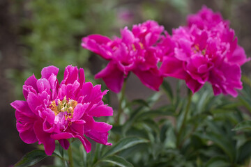 Fototapeta premium Purple peonies bloomed in the garden.