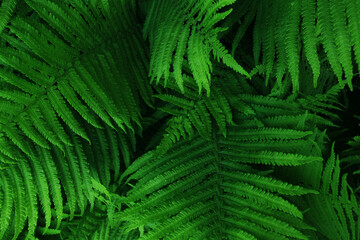 fresh wild green fern bush