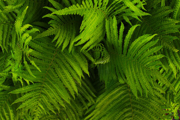 fresh wild green fern bush