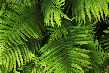 fresh wild green fern bush