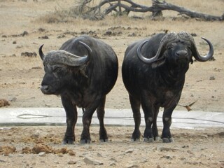 Cape Buffalo pair