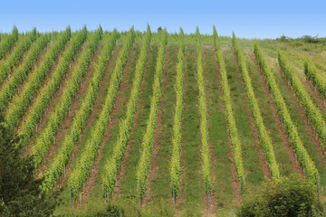 Fototapeta na wymiar ripening green grapes, vines, winery plantations in long rows on the mountains and hills, the concept of growing crops, the stage of wine creation, natural open spaces