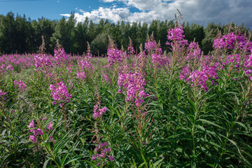 Fireweed, Ivan-tea in the field against the background of the forest. Purple flowers. Sunny summer day.