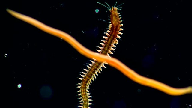 Oligochaeta, Turbellaria and Nereis in the Black Sea