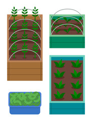 Set of boxes with garden. Growing plants in wooden boxes with soil. Breeding plants. Seedlings of vegetables, salad or flowers. Cucumbers, harvest in box. Green sprouts, agriculture at home concept
