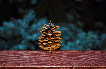 Opened pine cone on the background of pines. Wallpaper of nature