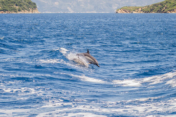 Fototapeta premium Evia island, Greece - June 28. 2020: Dolphins in their natural environment 