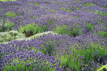 Lavendel Feld