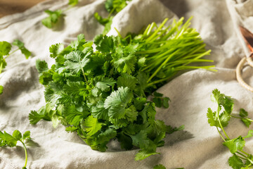 Raw Green Organic Cilantro Bunch