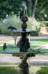 the crows at the fountain