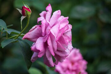 Close up of purple rose in the garden