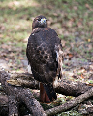 Hawk bird stock photo.  Hawk bird perched on a log, displaying brown feather plumage, body, head, eye, beak, tail, with a blur background in its habitat and environment.