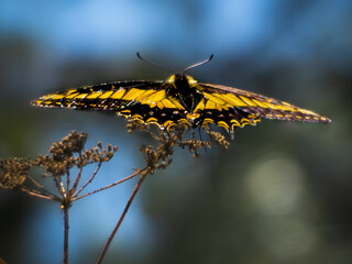 Resting King Swallowtail on an annise plant