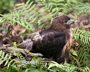 Hawk Bird Stock Photos.  Hawk bird close-up profile view with foliage background and foreground in its environment and  habitat,displaying brown feathers, beak, eye, talons. Image. Portrait. Picture. 