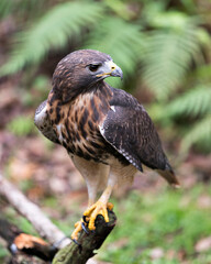 Hawk bird stock photo.  Hawk bird perched on branch with blur background.  Hawk bird close-up profile. Hawk picture. Hawik image. Portrait. Photo.