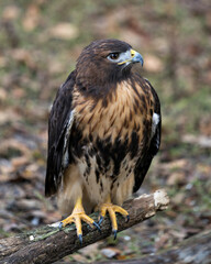 Hawk bird stock photo.  Hawk bird close-up profile view with a blur background perched on a tree branch log displaying brown feather plumage, head, eye, beak, tail, talons a blur background.
