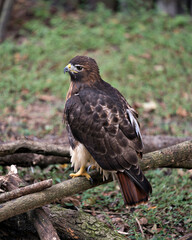 Hawk bird stock photo.  Hawk bird perched on branch with blur background.  Hawk bird close-up profile. Hawk picture. Hawik image. Portrait. Photo.