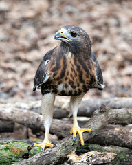 Hawk bird stock photo.  Hawk bird perched on branch with blur background.  Hawk bird close-up profile. Hawk picture. Hawik image. Portrait. Photo.