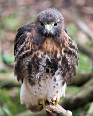 Hawk Bird Stock Photos.  Image. Portrait. Picture. Hawk bird close-up profile view perched with a blur background displaying brown feathers plumage, eye, beak, yellow talons in its environment.