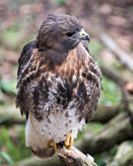 Hawk Bird Stock Photos.  Hawk bird close-up profile view perched with a blur background displaying brown feathers plumage, eye, beak, yellow talons in its environment. Image. Portrait. Picture. 