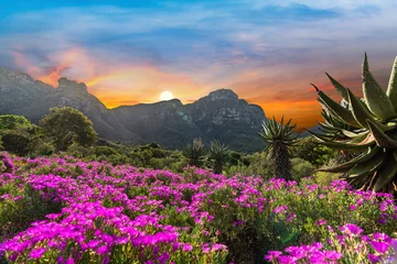 Fotobehang Tafelberg Kirstenbosch National Botanical Garden during sunset in Cape Town South Africa