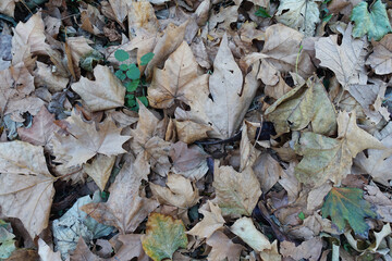 Background of dry falling autumn leaves, close up
