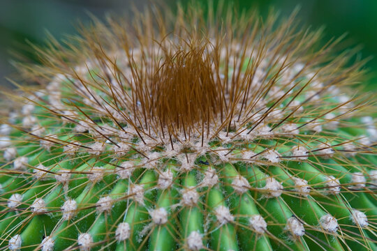 Macro picture of a Neobuxbaumia polylopha cactus